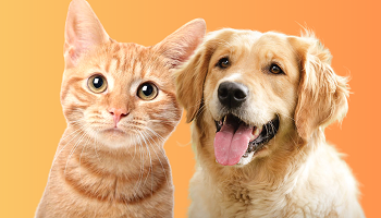 Vet Visits Matter