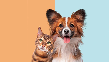 Consejos para el cuidado de mascotas en verano